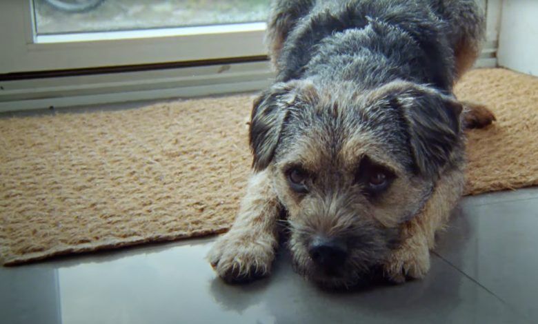 Anuncio de Dogs Trust | The Story of Rob and Milo