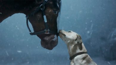 Anuncio de budweiser para la Super Bowl 2024